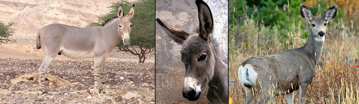 comparisons of African wild ass, European ass and North American mule deer.
