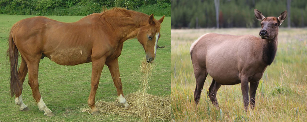 Comparison of modern horse and North American cow Elk.