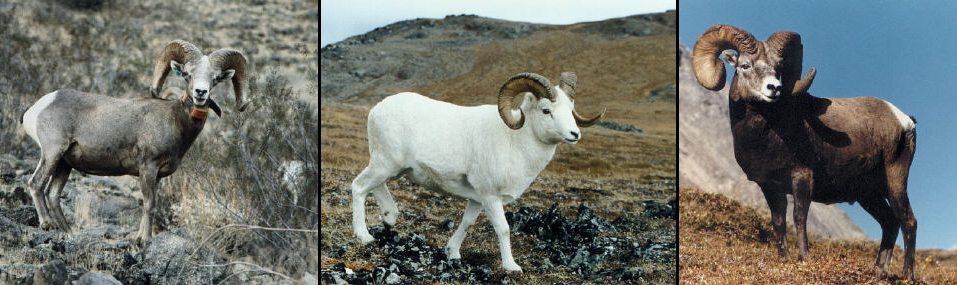 A few of North America's native sheep species include the Peninsular Ram, the Dall's sheep the Peninsular Ram and the Rocky Mountain Ram