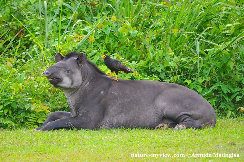 Large tapir.
